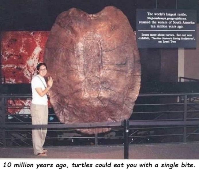 Carapace préhistorique