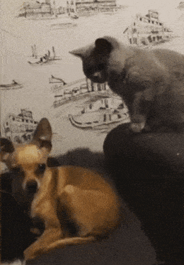 Chat qui bastonne un chien